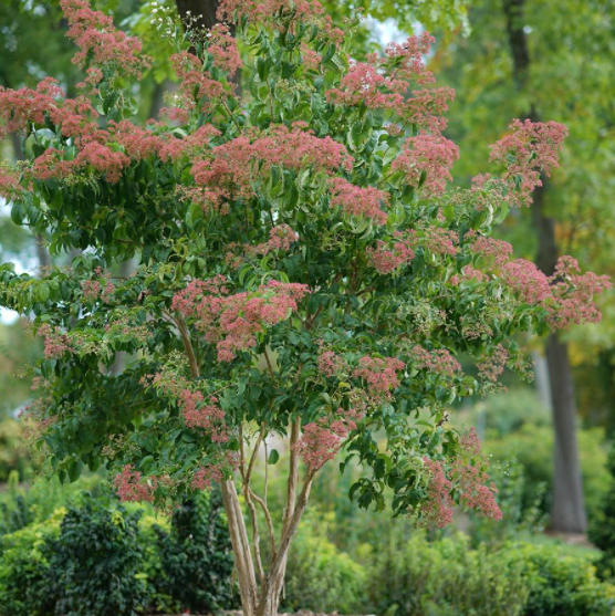 Temple of Bloom® Seven-Son Flower (Heptacodium temple 'Of Bloom') - QT -Ship Only