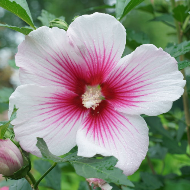 Paraplu Pink Ink® Rose of Sharon (Hibiscus paraplu 'Pink Ink') - QT -Ship Only