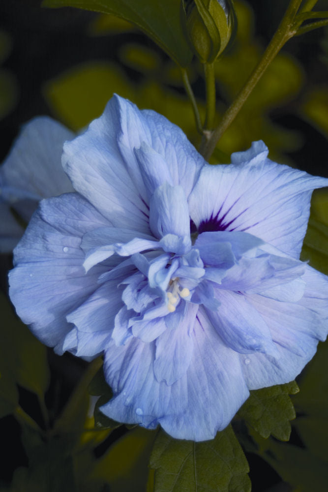 Blue Chiffon® Rose of Sharon (Hibiscus syriacus 'Notwoodthree') - QT -Ship Only