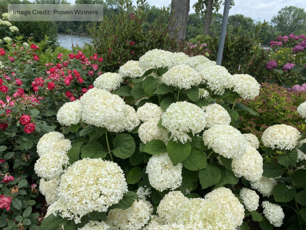 INCREDIBALL STORM PROOF™ Smooth Hydrangea (HydranHydrangeagea arborescens ‘Incrediball Storm Proof’) - QT -Ship Only