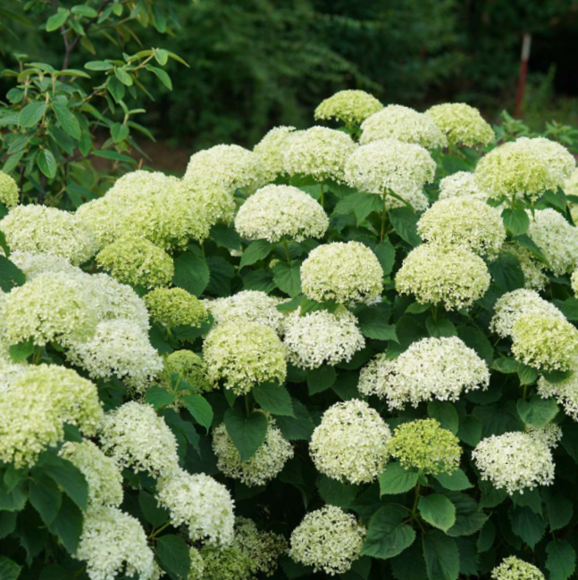 Proven Winners® Color Choice® Invincibelle Limetta® Smooth Hydrangea (Hydrangea arborescens ‘NCHA8’) - QT -Ship Only