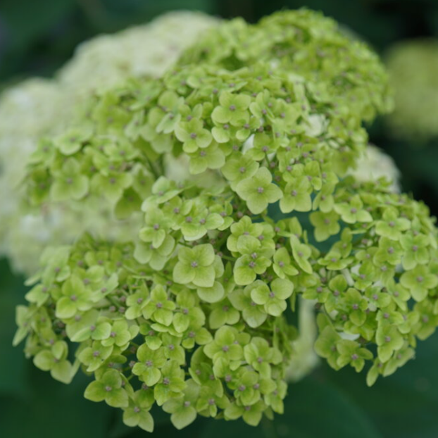 Invincibelle Sublime™ Smooth hydrangea (Hydrangea arborescens 'Invincble Sublime') - QT -Ship Only