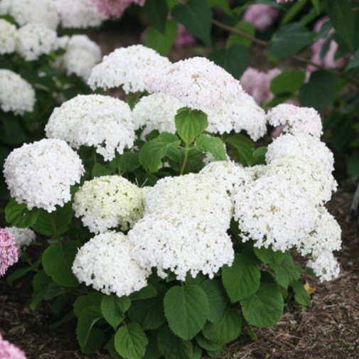 Invincibelle Wee White® Smooth hydrangea (Hydrangea arborescens 'Invincble Wee White') - QT -Ship Only