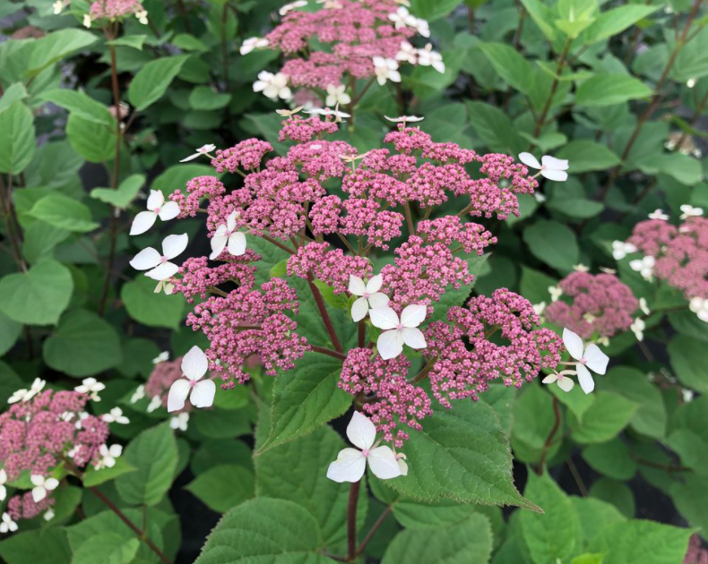 Invincibelle Lace® Smooth hydrangea (Hydrangea arborescens 'Invincibelle Lace') - QT -Ship Only