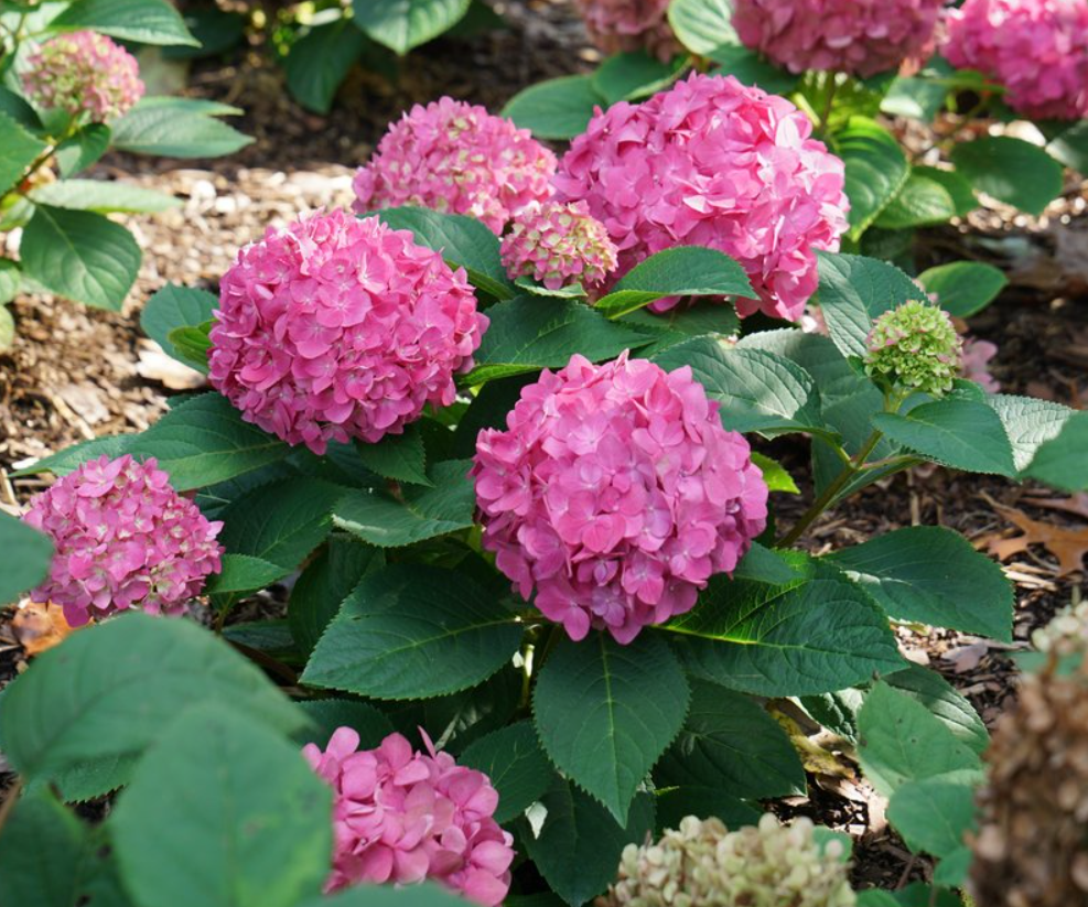 Let's Dance ¡Arriba!® Reblooming Hydrangea (Hydrangea macrophylla 'Lets Dance Arriba') - QT -Ship Only