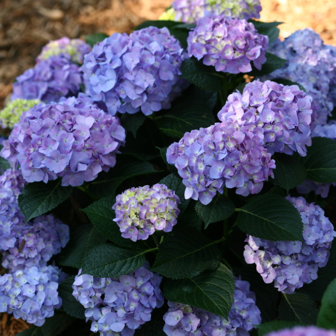 Let's Dance® Blue Jangles® Bigleaf Hydrangea (Hydrangea macrophylla ‘Blue Jangles’ (SMHMTAU)) - QT -Ship Only