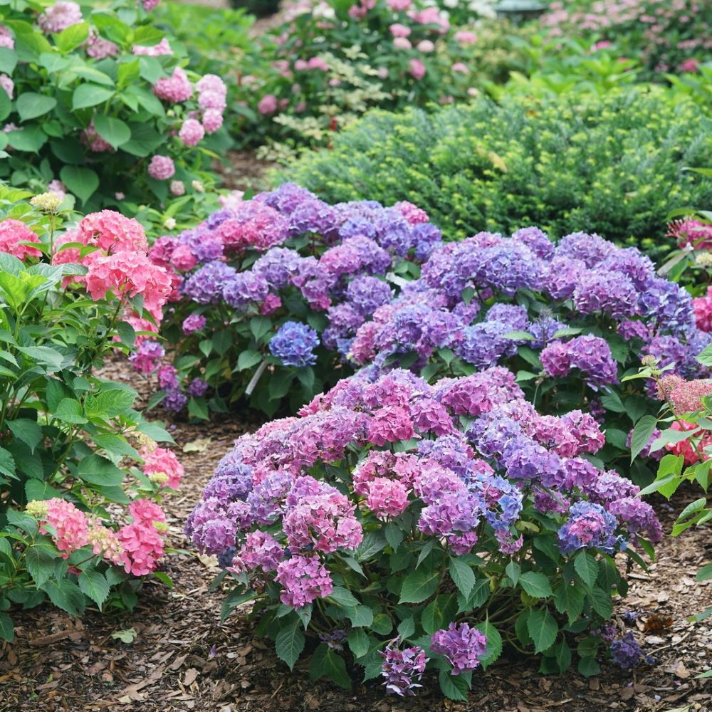 Let's Dance Lovable® Bigleaf Hydrangea (Hydrangea macrophylla 'Lets Dance Lovable') - QT -Ship Only