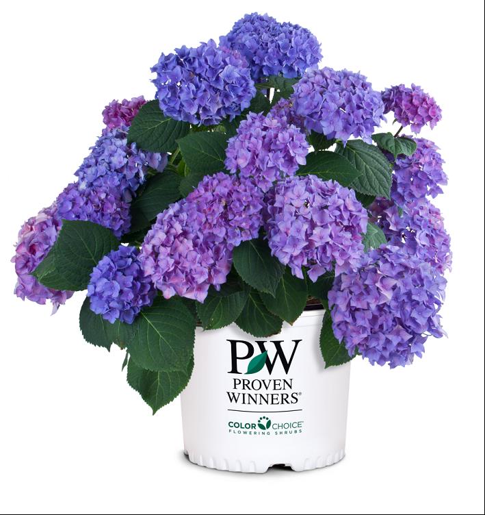 Let's Dance® Rhythmic Blue® Reblooming Hydrangea (Hydrangea macrophylla 'Lets Dance Rhythmic Blue') - QT -Ship Only