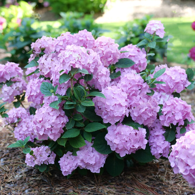 Let's Dance Sky View® Reblooming Hydrangea (Hydrangea macrophylla 'Lets Dance Sky View') - QT -Ship Only