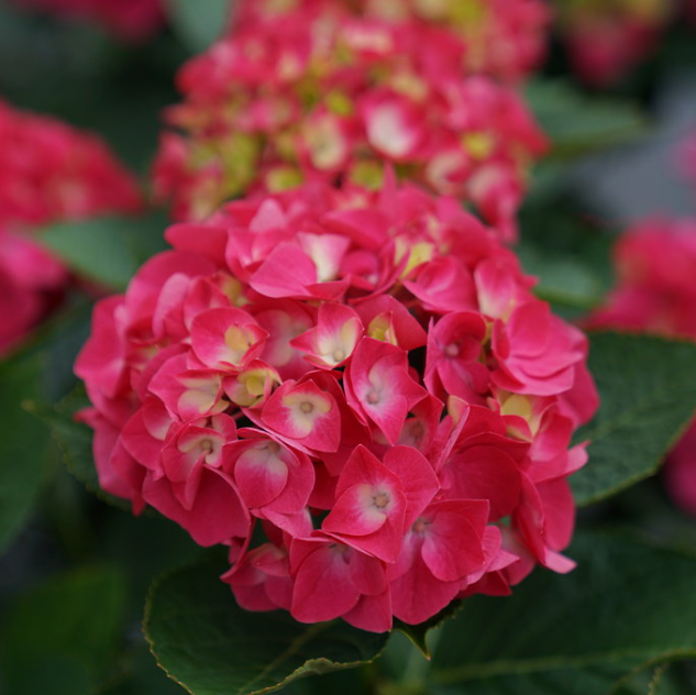 Wee Bit Giddy® Bigleaf Hydrangea (Hydrangea macrophylla 'Wee Bit Giddy') - QT -Ship Only