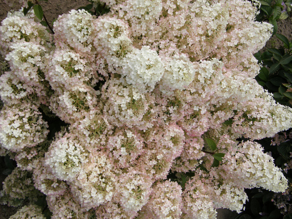 Bobo® Panicle Hydrangea (Hydrangea paniculata 'Bobo') - QT -Ship Only