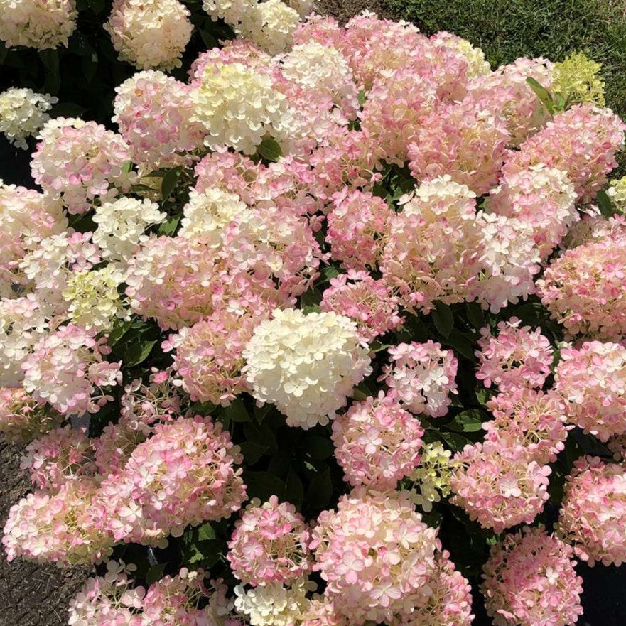 Fire Light Tidbit® Panicle Hydrangea (Hydrangea 'P Fire Light Tidbit') - QT -Ship Only