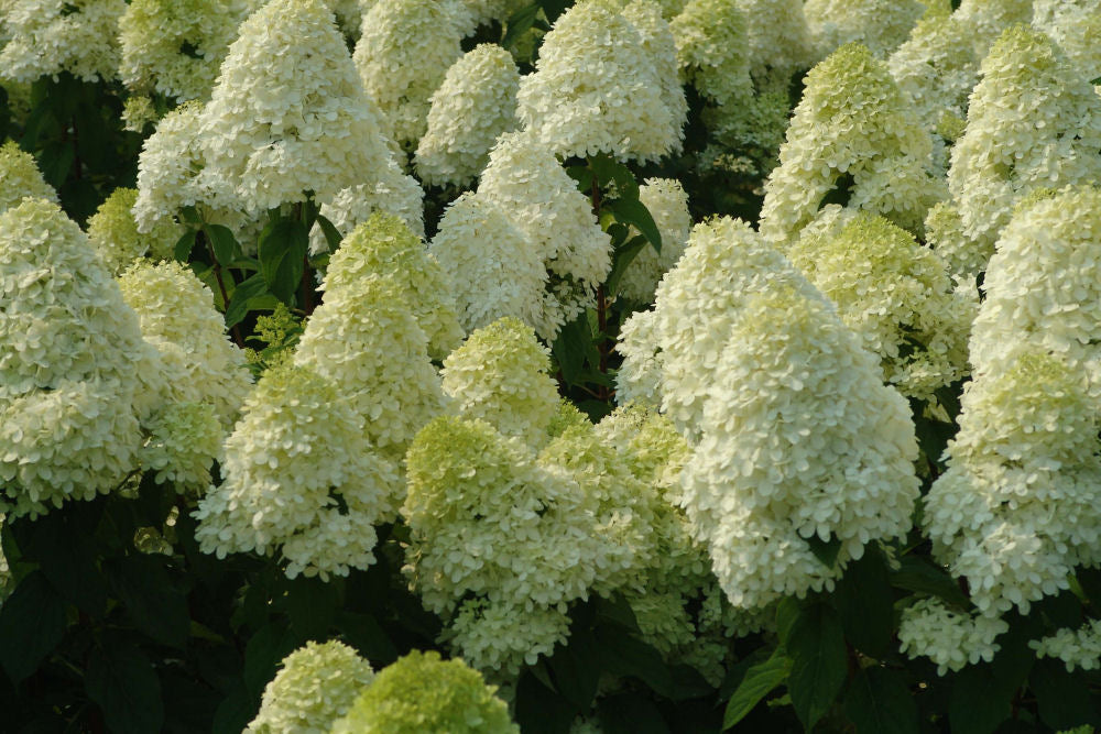 'Limelight' Panicle Hydrangea (Hydrangea paniculata 'Zwijnenburg') - QT -Ship Only