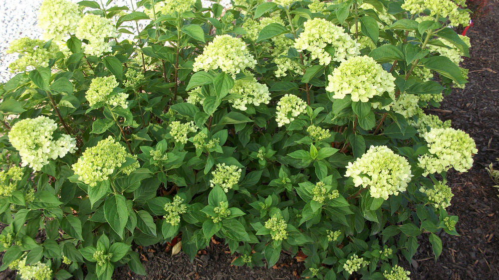 Little Lime® Panicle Hydrangea (Hydrangea paniculata 'Jane') - QT -Ship Only