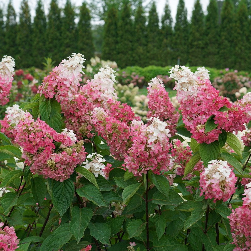 Pinky Winky Prime® Panicle Hydrangea (Hydrangea 'P Pinky Winky Prime') - QT -Ship Only