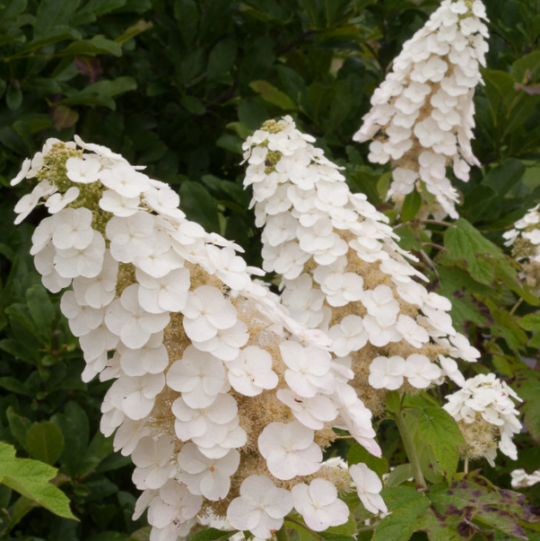 Gatsby Gal® Oakleaf Hydrangea (Hydrangea quercifolia 'Gatsby Gal') - QT -Ship Only