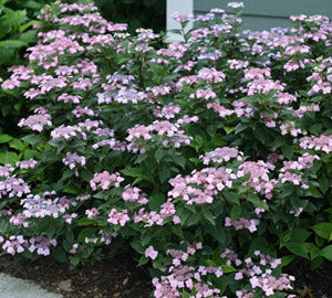 Tiny Tuff Stuff™ Mountain Hydrangea (Hydrangea 'S Tiny Tuff Stuff') - QT -Ship Only