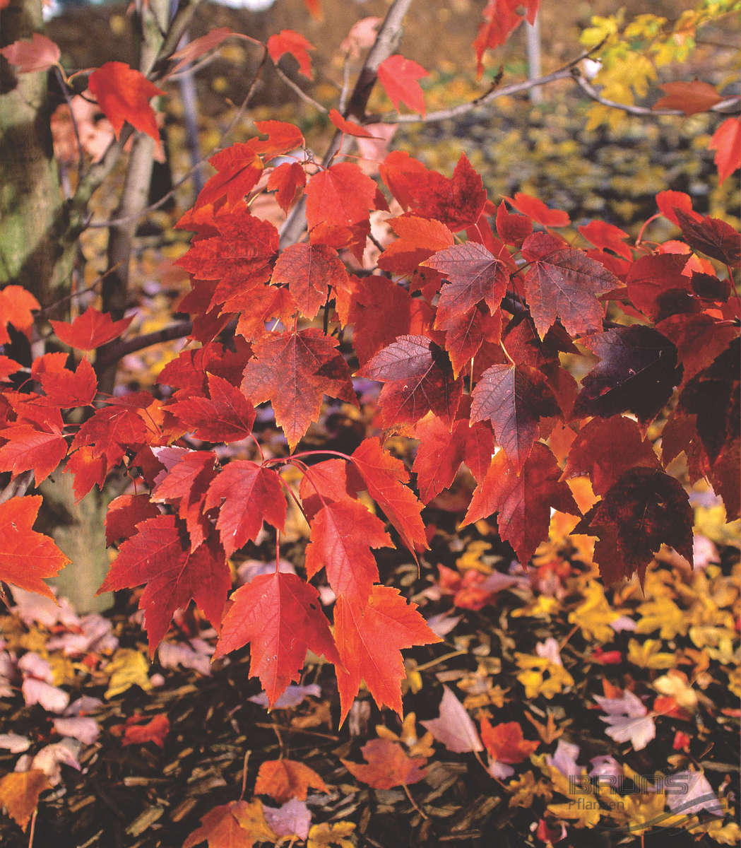 October Glory Red Maple (Acer rubrum 'October Glory') - 3 gallon 48" -Ship Only