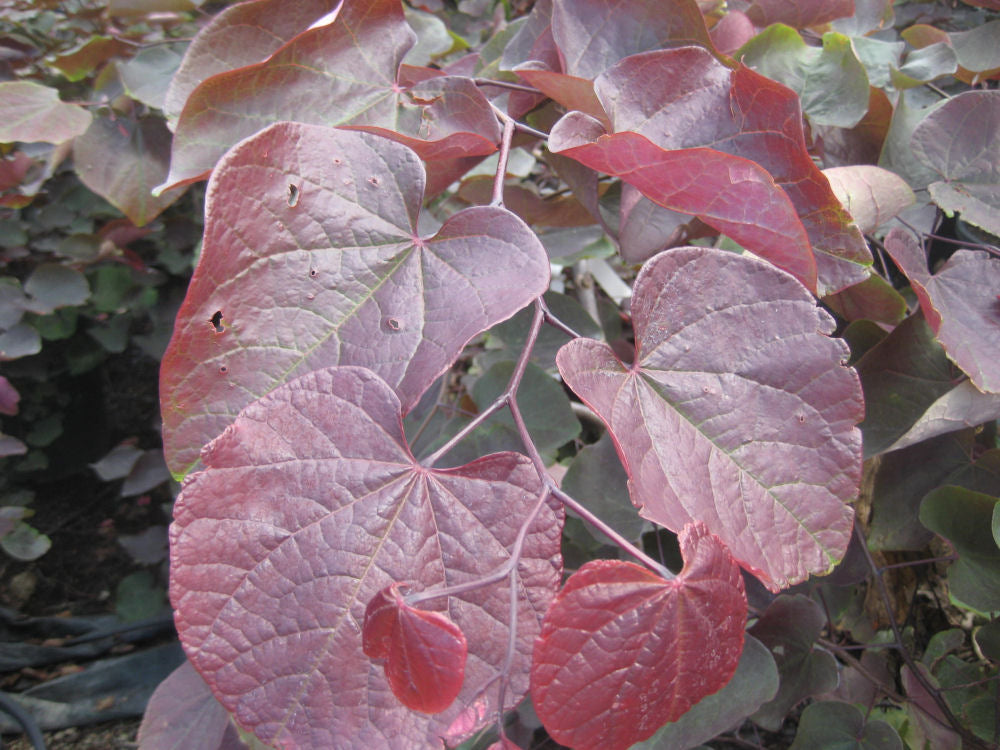 Forest Pansy Redbud (Cercis canadensis 'Forest Pansy') - 3 gallon 36" -Ship Only