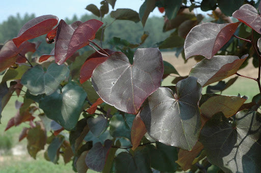 Merlot Redbud (Cercis canadensis 'Merlot') - 3 gallon 36" -Ship Only