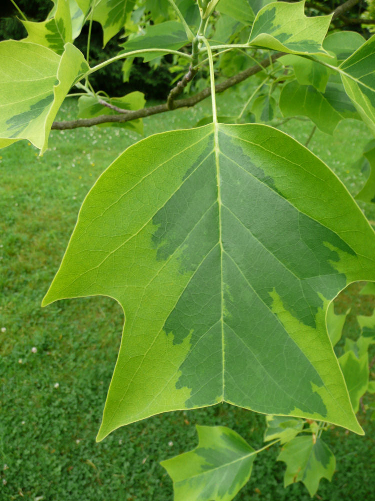Majestic Beauty™ Tuliptree (Liriodendron tulipifera 'Aureo-Marginatum') - 3 gallon TREE -Ship Only