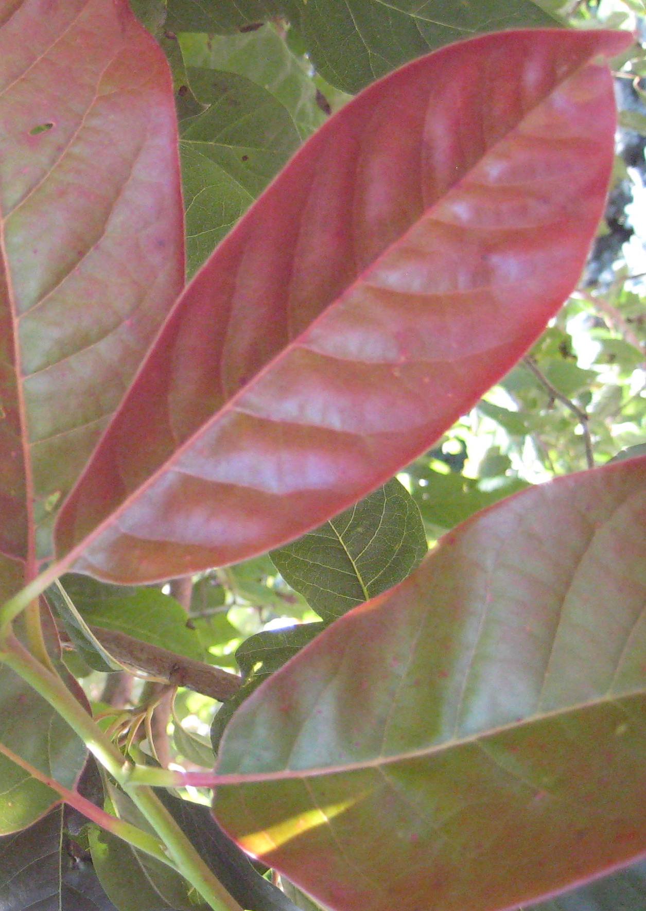 Wildfire Blackgum (Nyssa sylvatica 'Wildfire') - 3 gallon TREE -Ship Only