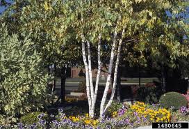 Whitespire Birch (Betula platyphylla 'Whitespire') - 3 gallon -Ship Only