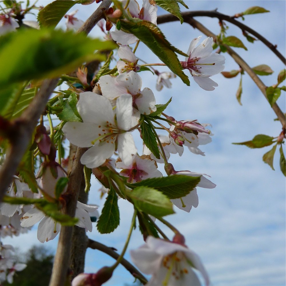 Weeping Higan Flowering Cherry (Prunus subhirtella 'Pendula Plena Rosea') - 2 gallon -Ship Only