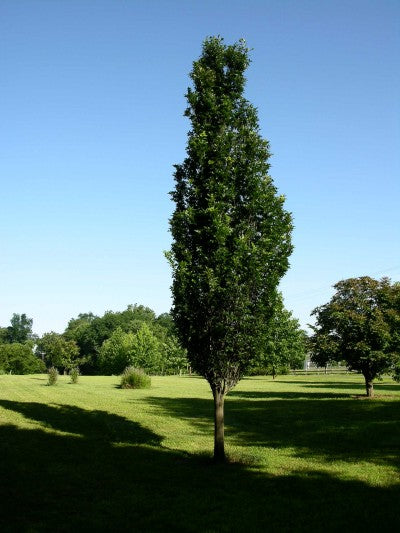 Regal Prince® Oak (Quercus x bicolor 'Long') - 3 gallon TREE -Ship Only