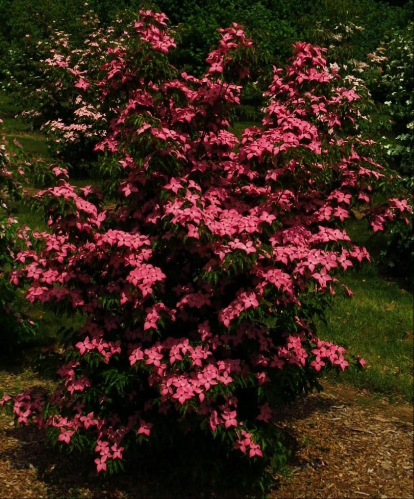 Scarlet Fire™ Chinese Dogwood (Cornus kousa 'Hanros') - 1 gallon 3-4' TREE -Ship Only