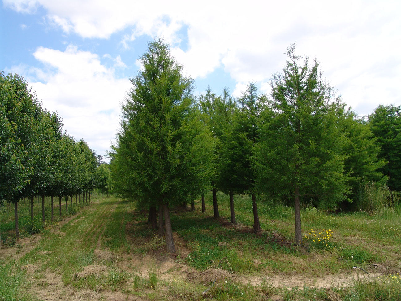 Shawnee Brave™ Baldcypress (Taxodium distichum 'Shawnee Brave') - 1 gallon 1-2' TREE -Ship Only