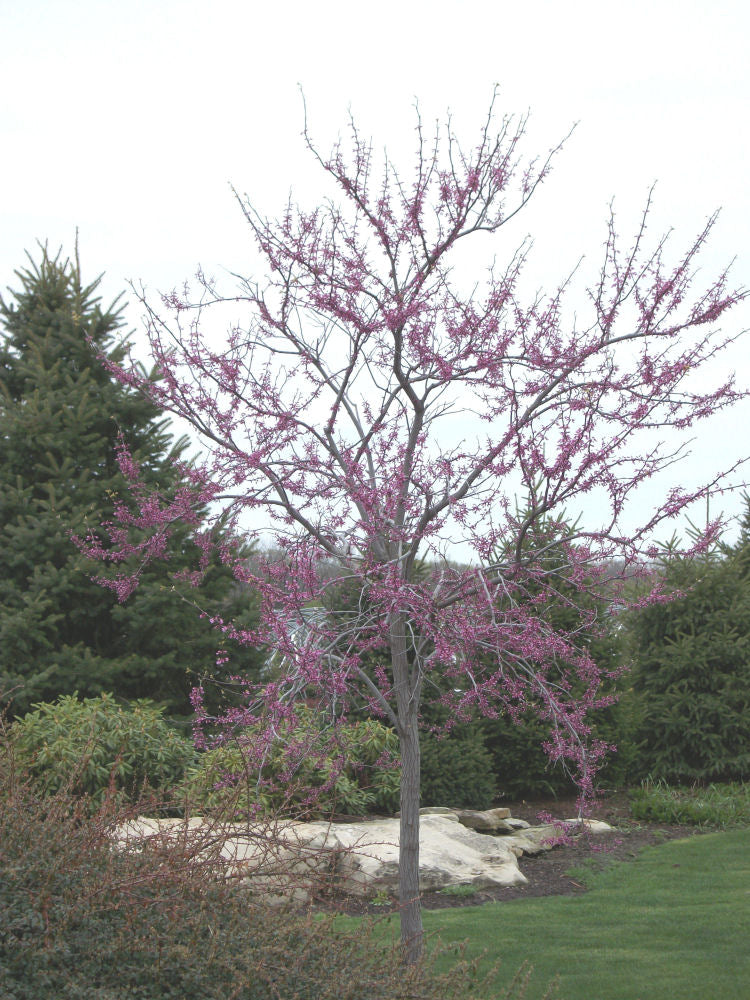 Eastern Redbud (Cercis canadensis) - 1 gallon -Ship Only
