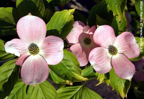 Stellar Pink® Dogwood (Cornus x 'Rutgan') - 3 gallon -Ship Only