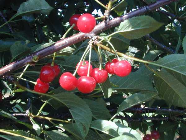 Montmorency Sour Cherry (Prunus cerasus 'Montmorency') - 3 gallon 36" TREE -Ship Only