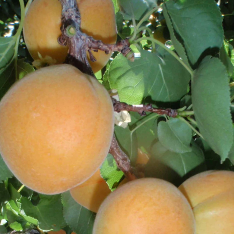 Moorpark Apricot (Prunus 'Fruit Moorpark') - 3 gallon 36" TREE -Ship Only