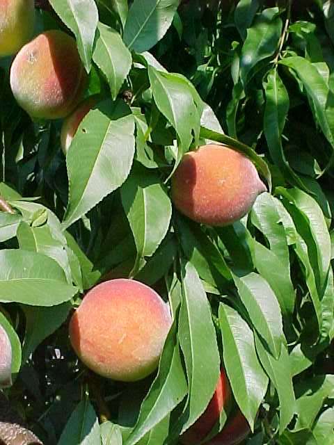 Reliance Peach (Prunus persica 'Reliance') - 3 gallon 36" TREE -Ship Only