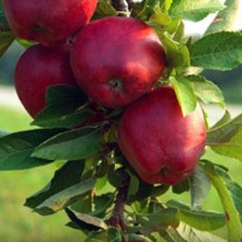 Jonathan Apple
(Malus 'Fruit Jonathan') - 3 gallon 36" TREE -Ship Only