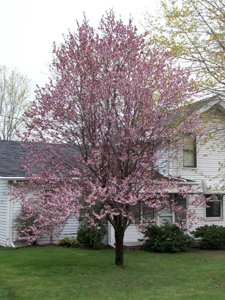 Newport Cherry Plum (Prunus cerasifera 'Newport') - 3 gallon 36" TREE -Ship Only
