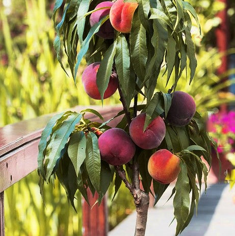 Bonanza Peach (Prunus 'Fruit Bonanza') - 3 gallon 36" TREE -Ship Only