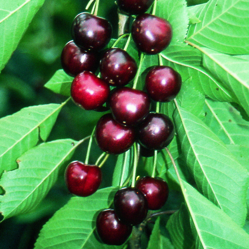 Sweetheart Sweet Cherry (Prunus avium 'Sweetheart') - 5 gallon 60" TREE -Ship Only
