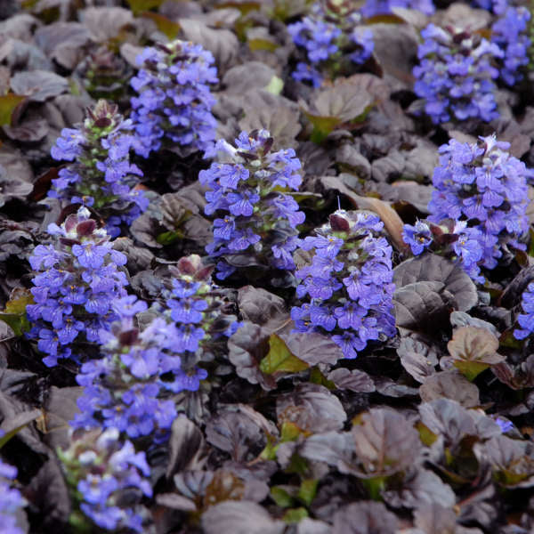 Black Scallop Bugleweed (Ajuga reptans 'Black Scallop') - QT -Ship Only