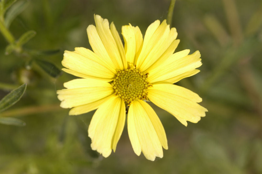Creme Brulee™ Tickseed (Coreopsis verticillata 'Creme Brulee') - QT -Ship Only