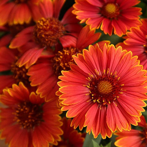 Spintop Yellow Touch Blanket Flower (Gaillardia spintop 'Yellow Touch') - QT -Ship Only