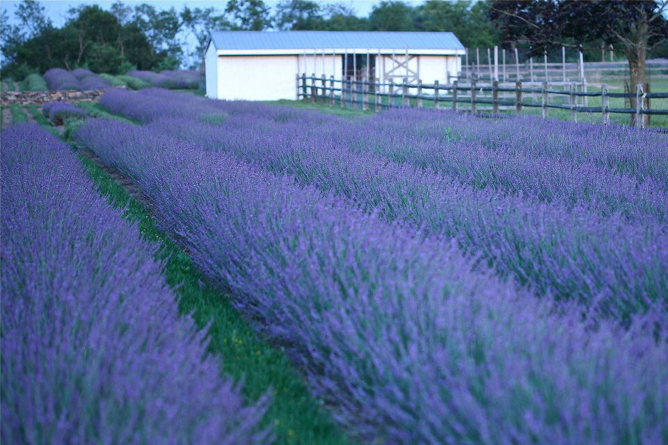 Phenomenal® Lavender (Lavandula x intermedia 'Phenomenal') - QT -Ship Only