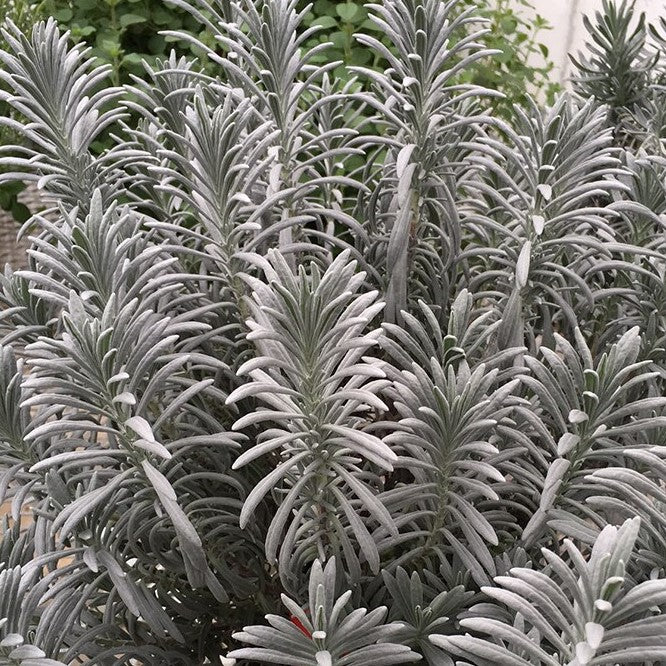 Sensational!® Lavender (Lavandula x i. 'Sensational') - QT -Ship Only