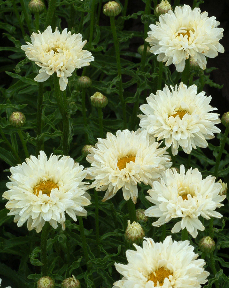 Victorian Secret Shasta Daisy (Leucanthemum 'Victorian Secret') - QT -Ship Only