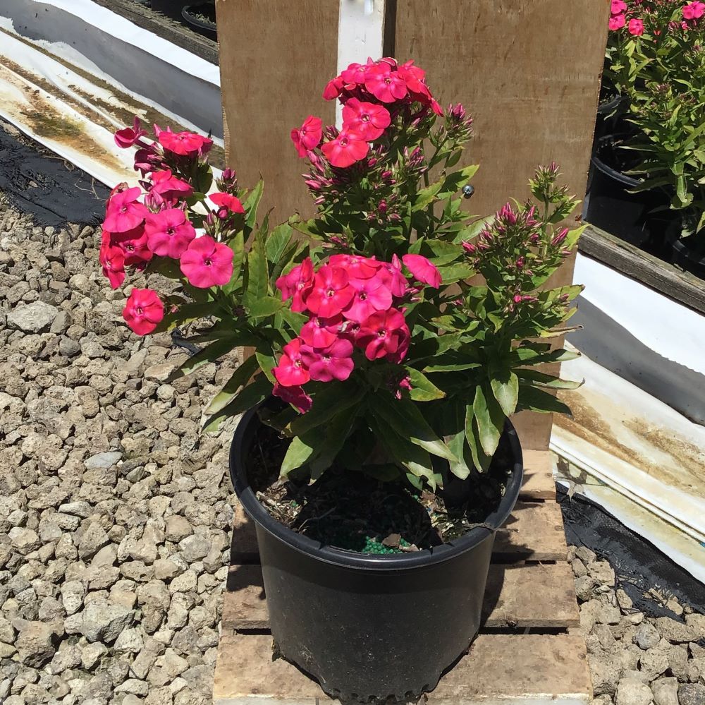 Flame® Pro Cerise Garden Phlox (Phlox paniculata 'Flame Pro Cerise') - QT -Ship Only
