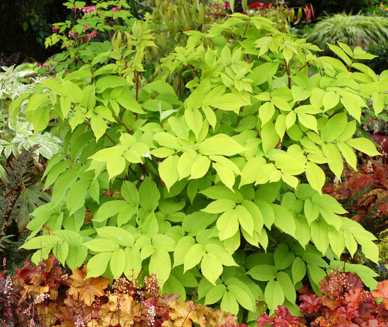 Golden Japanese Spikenard (Aralia cordata 'Sun King') - QT -Ship Only