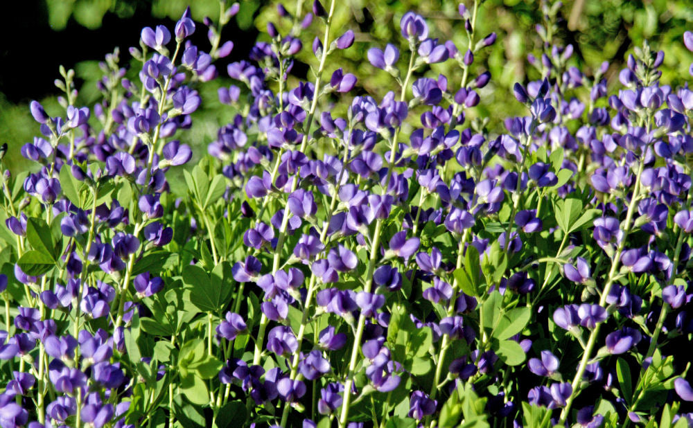 Blue False Indigo (Baptisia australis) - QT -Ship Only