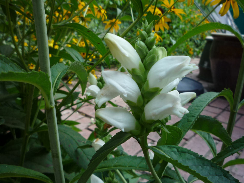 Turtlehead (Chelone glabra) - QT -Ship Only